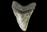 Fossil Megalodon Tooth - North Carolina #108969-2